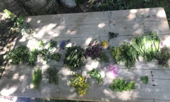 WildkräuterWerkstatt